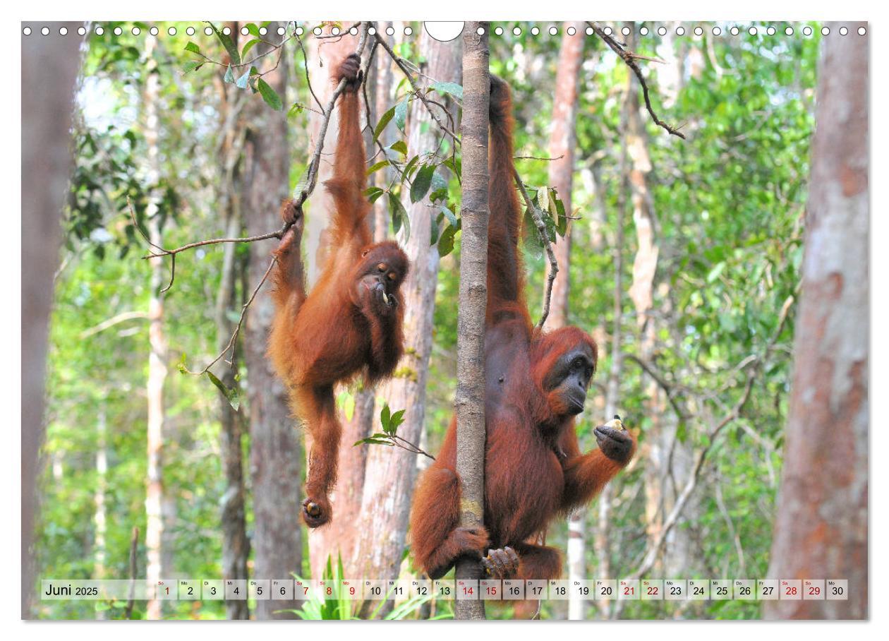 Bild: 9783435227655 | Orang Utans: Zu Besuch im Regenwald (Wandkalender 2025 DIN A3...