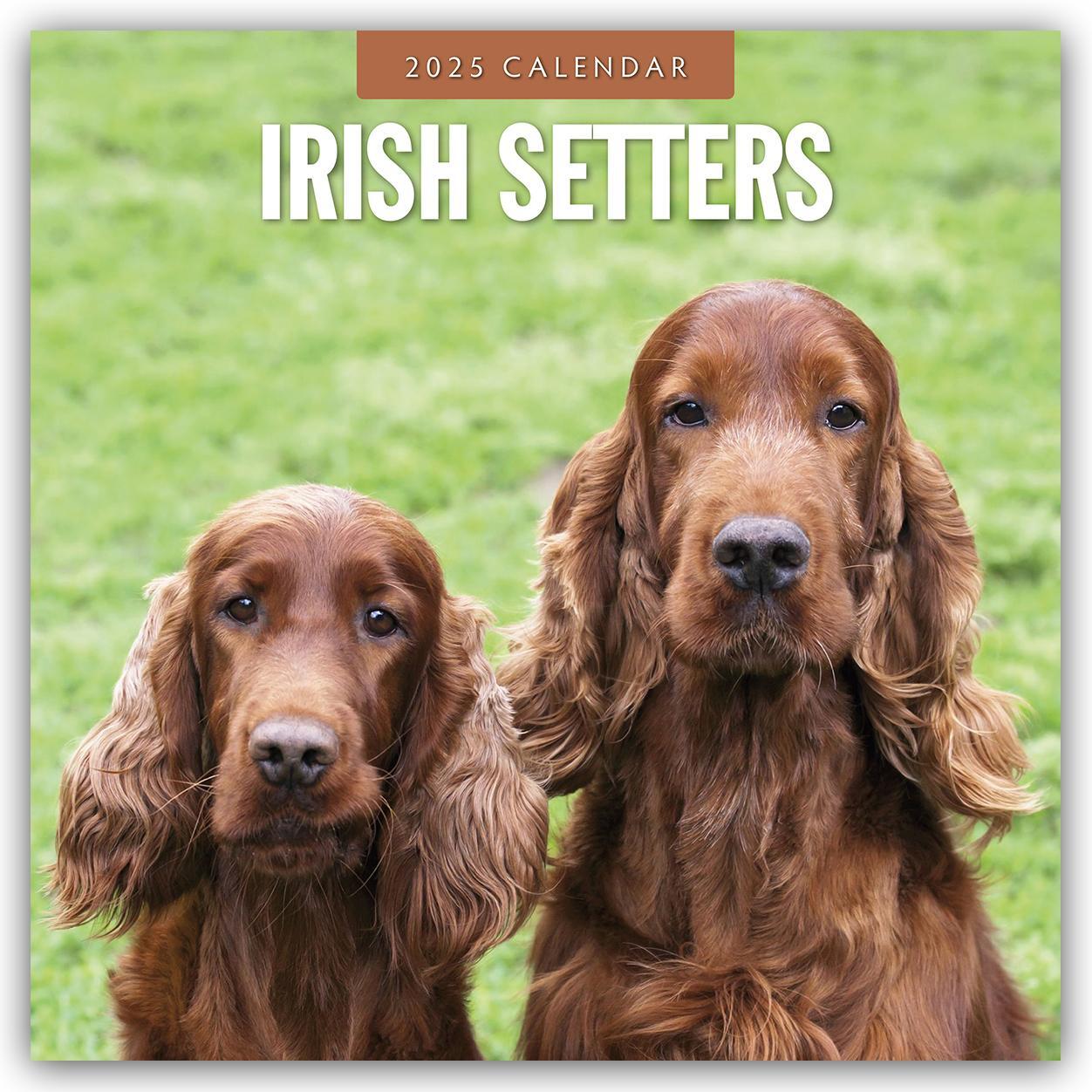 Cover: 9781804424766 | Irish Setters - Irischer Setter 2025 - 16-Monatskalender | Robin Red