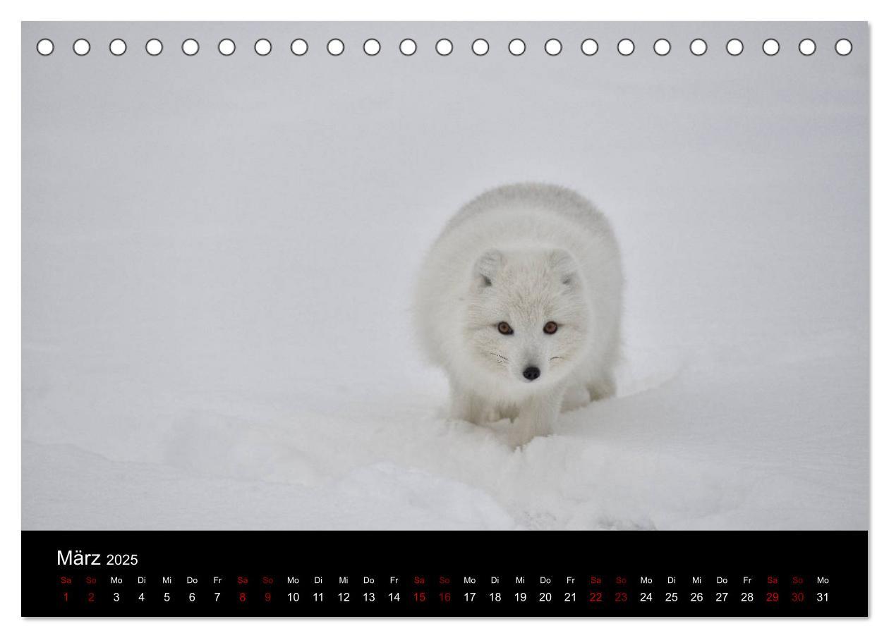 Bild: 9783435439867 | Polarfuchsstudien Wildlife (Tischkalender 2025 DIN A5 quer),...