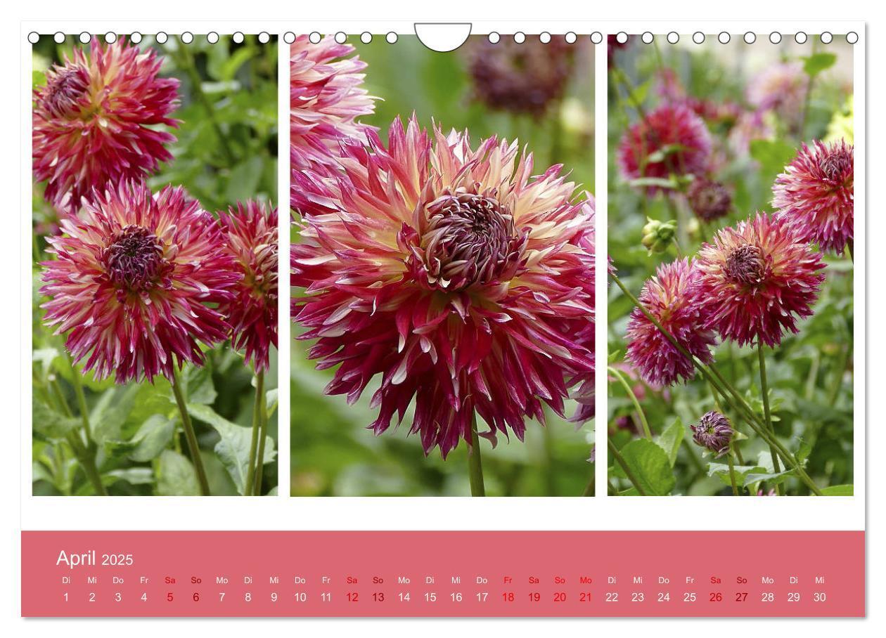 Bild: 9783435376674 | Dahlien-Triplets (Wandkalender 2025 DIN A4 quer), CALVENDO...