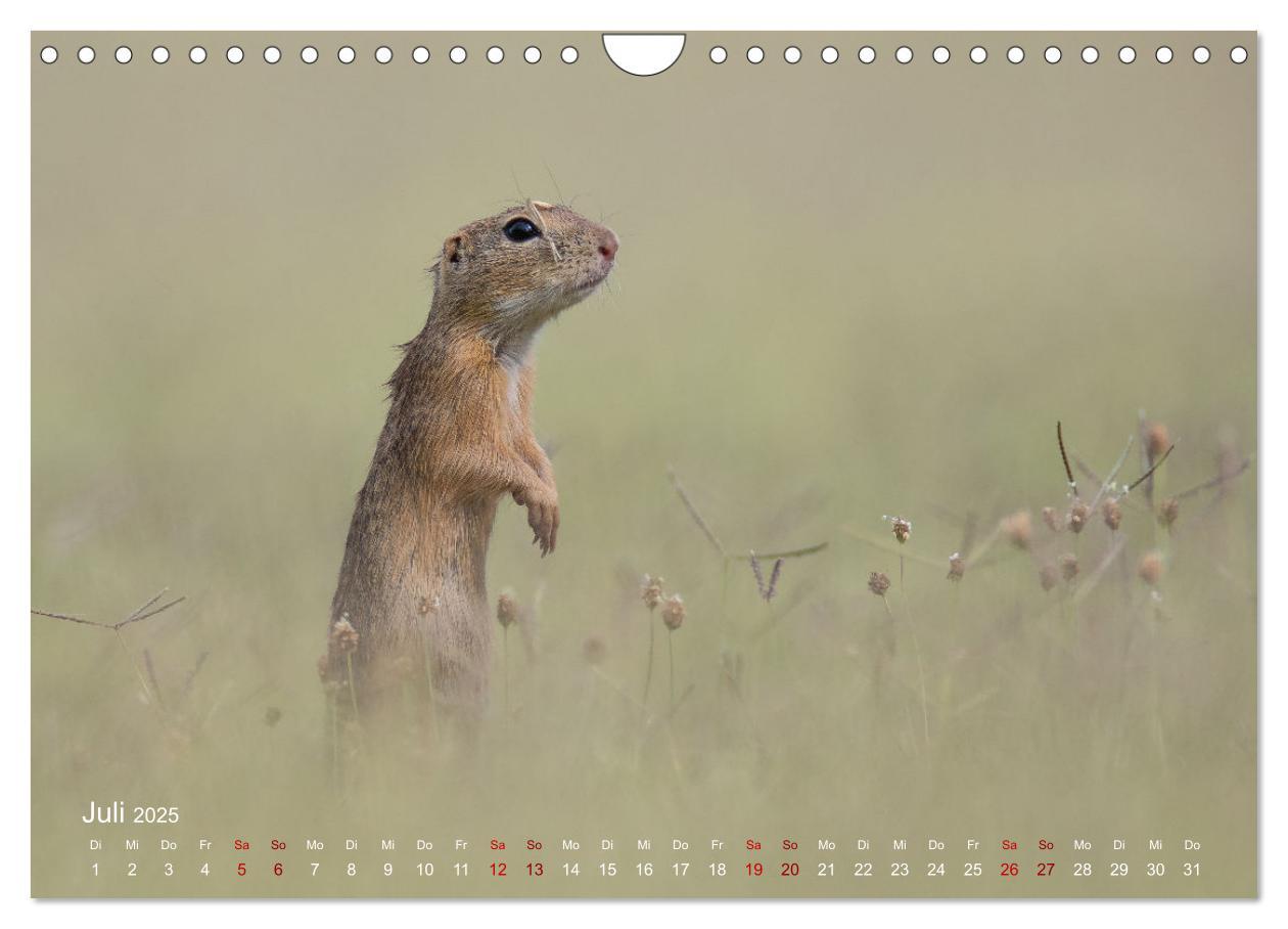 Bild: 9783435099597 | Moments in Nature (Wandkalender 2025 DIN A4 quer), CALVENDO...