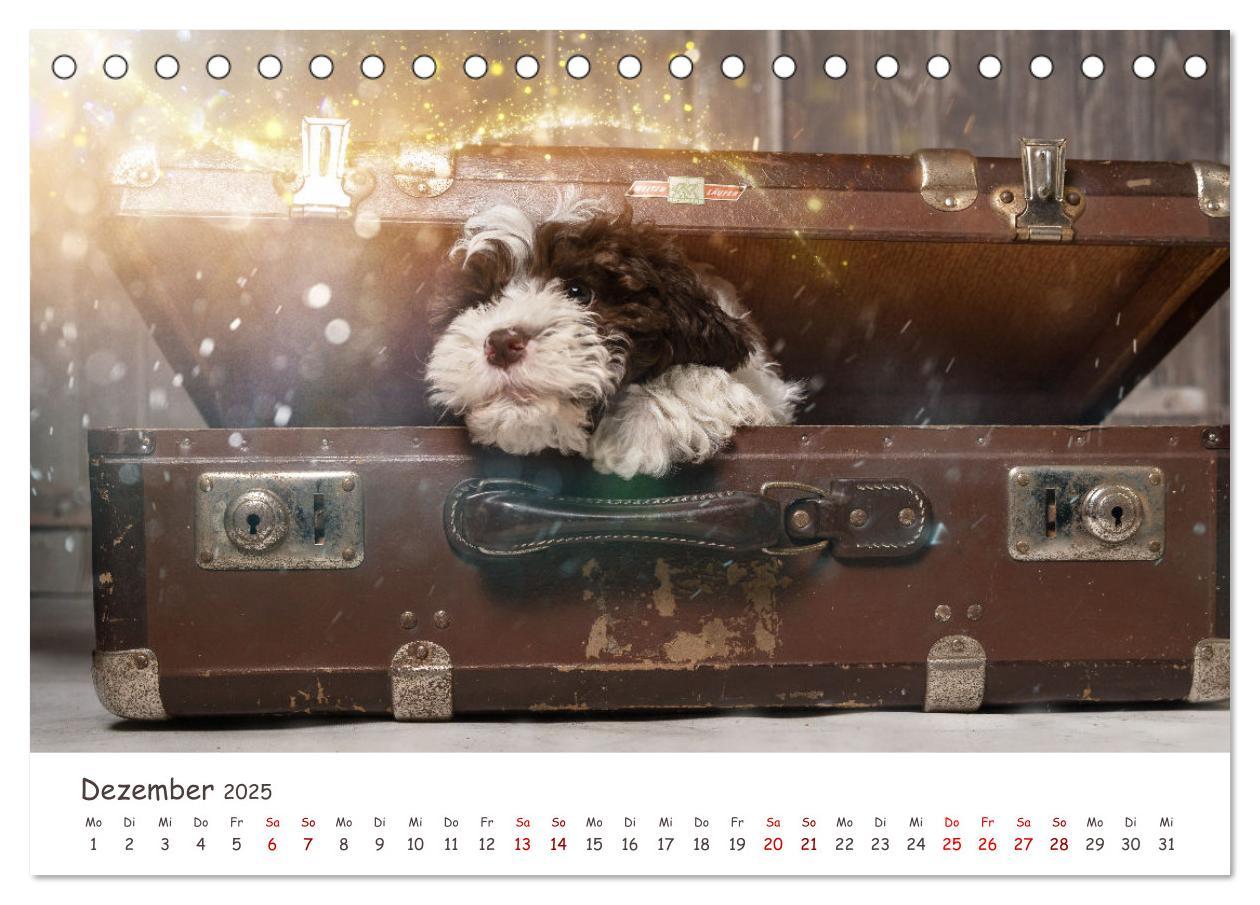 Bild: 9783383999031 | Lagotto Romagnolo - Spiel und Spaß in der Welpenzeit (Tischkalender...