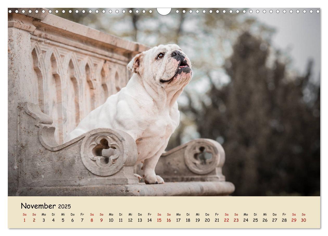 Bild: 9783435448050 | Englische Bulldoggen (Wandkalender 2025 DIN A3 quer), CALVENDO...