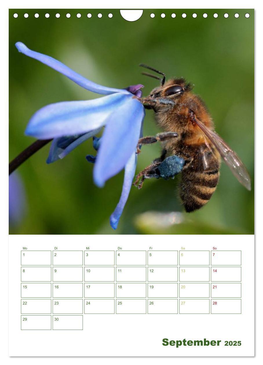 Bild: 9783457030813 | Bienen-Terminplaner 2025 (Wandkalender 2025 DIN A4 hoch), CALVENDO...