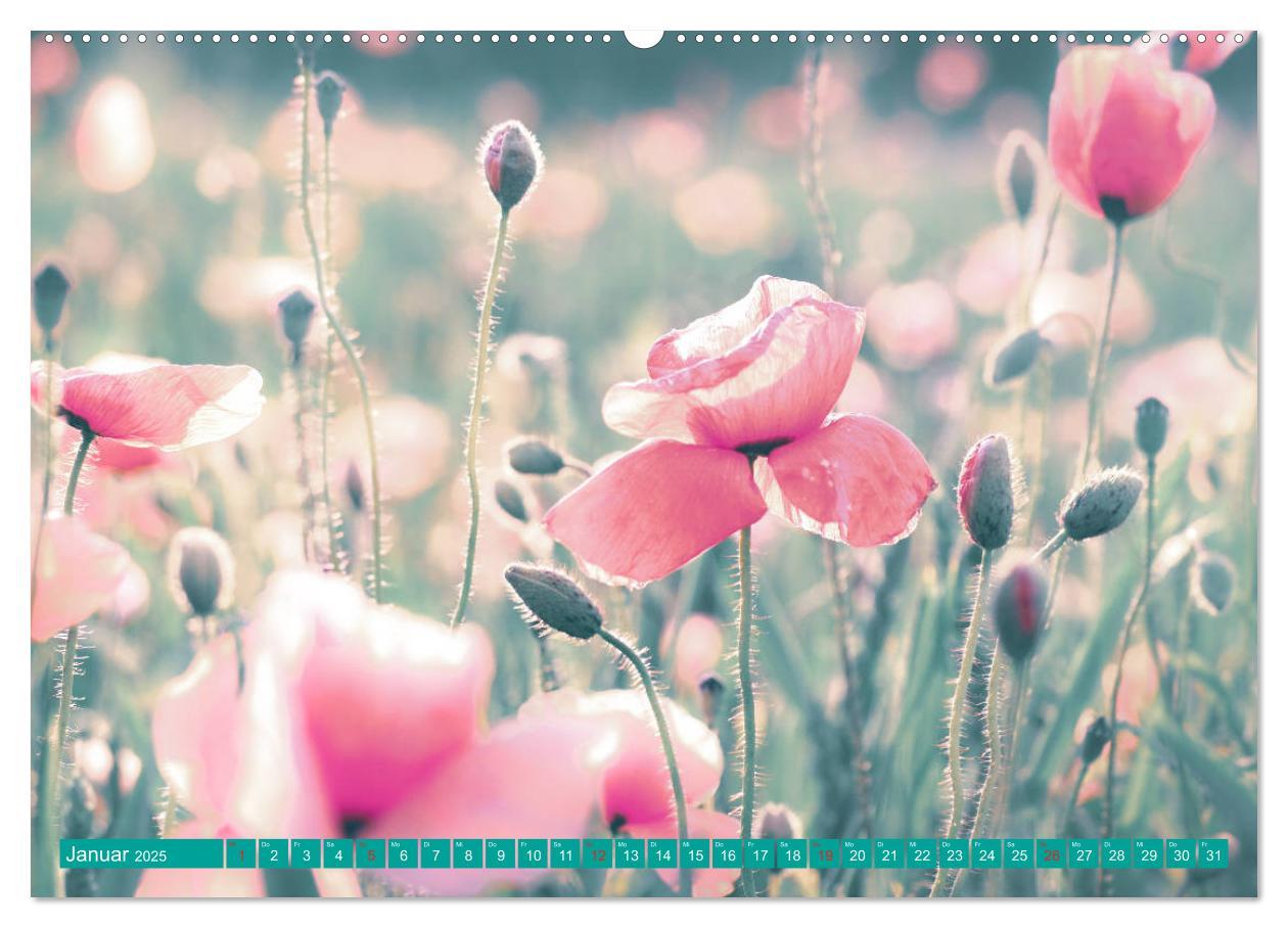 Bild: 9783435287420 | Mohnblumen - Fotografie mit Magie (Wandkalender 2025 DIN A2 quer),...