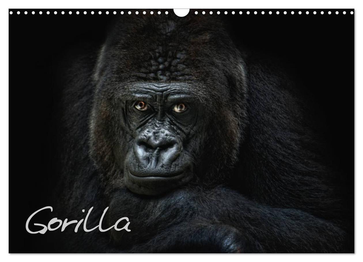 Cover: 9783435744725 | Gorilla (Wandkalender 2025 DIN A3 quer), CALVENDO Monatskalender