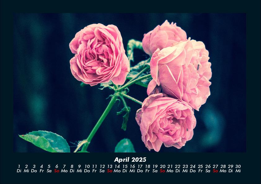 Bild: 9783755970637 | Rosen-Kalender 2025 Fotokalender DIN A4 | Tobias Becker | Kalender