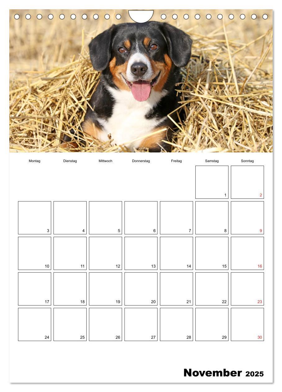 Bild: 9783457026694 | Entlebucher Sennenhunde begleiten Sie durch das Jahr (Wandkalender...