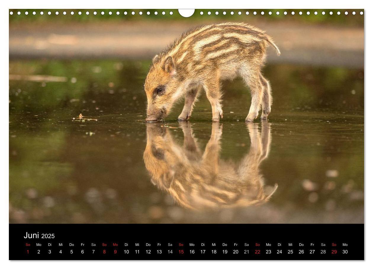 Bild: 9783435556878 | Wilde Heimat (Wandkalender 2025 DIN A3 quer), CALVENDO Monatskalender