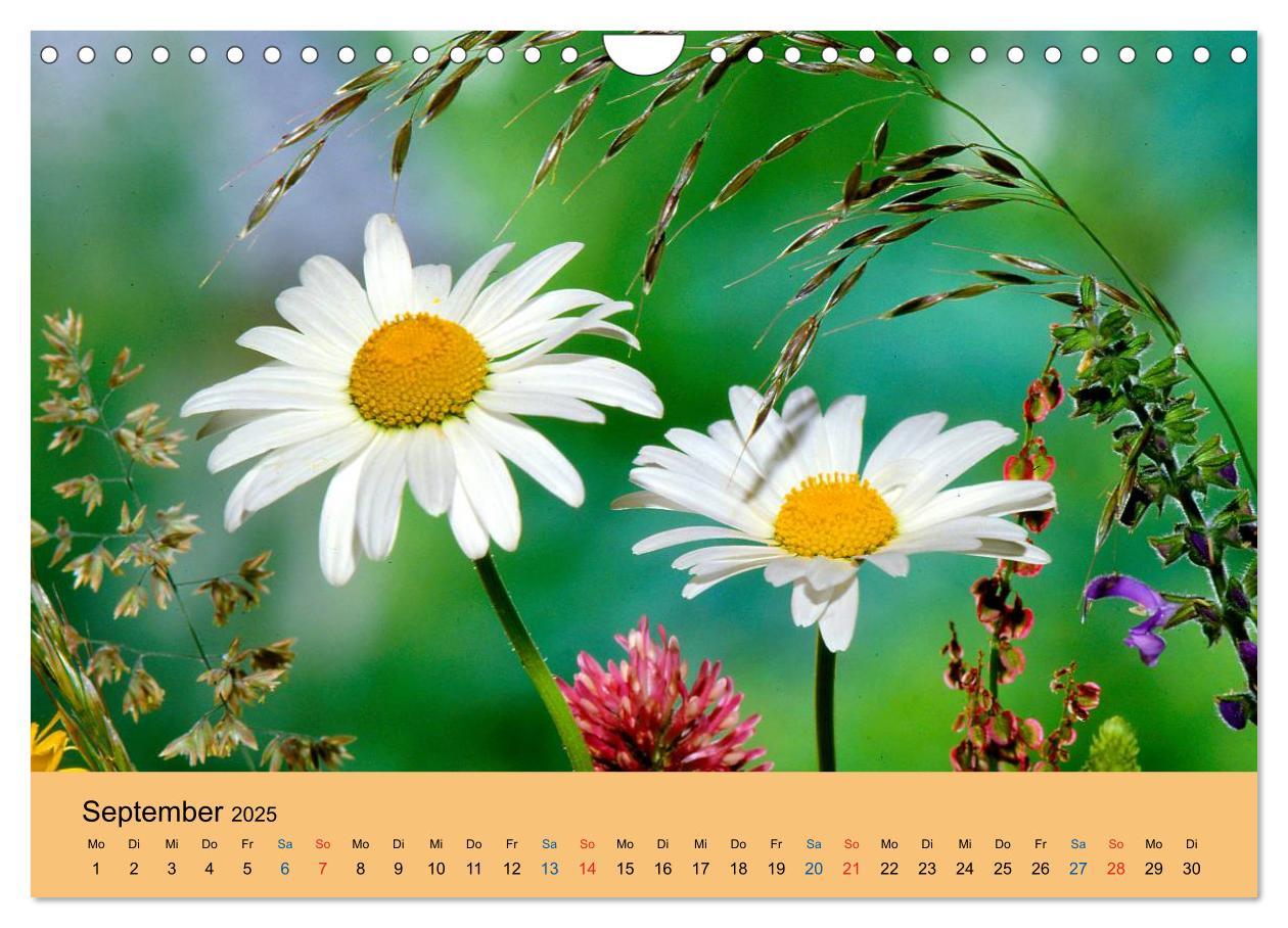 Bild: 9783435775132 | Wildblumen 2025 (Wandkalender 2025 DIN A4 quer), CALVENDO...