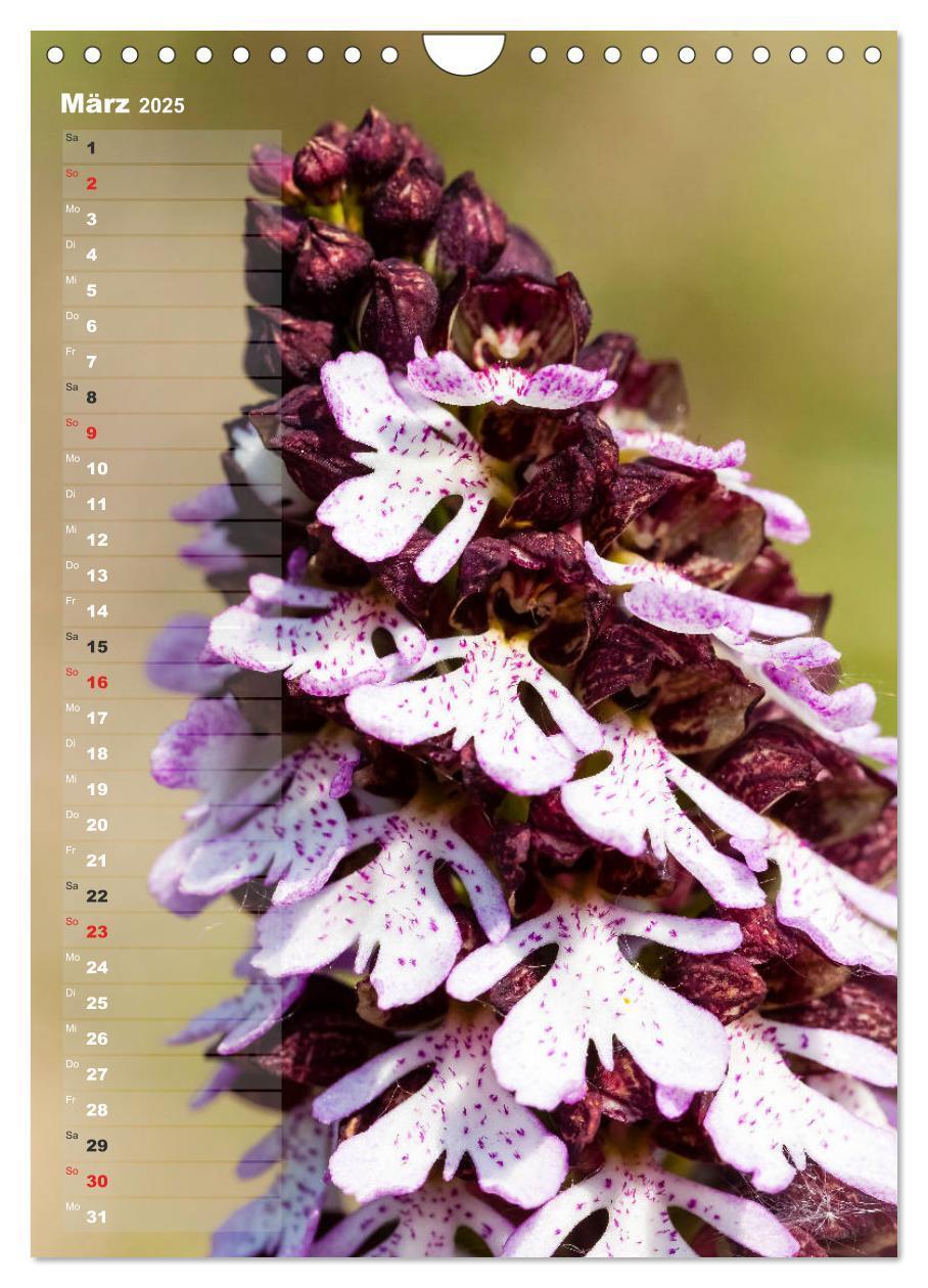 Bild: 9783435942473 | Auf der Suche nach Orchideen in Deutschland (Wandkalender 2025 DIN...