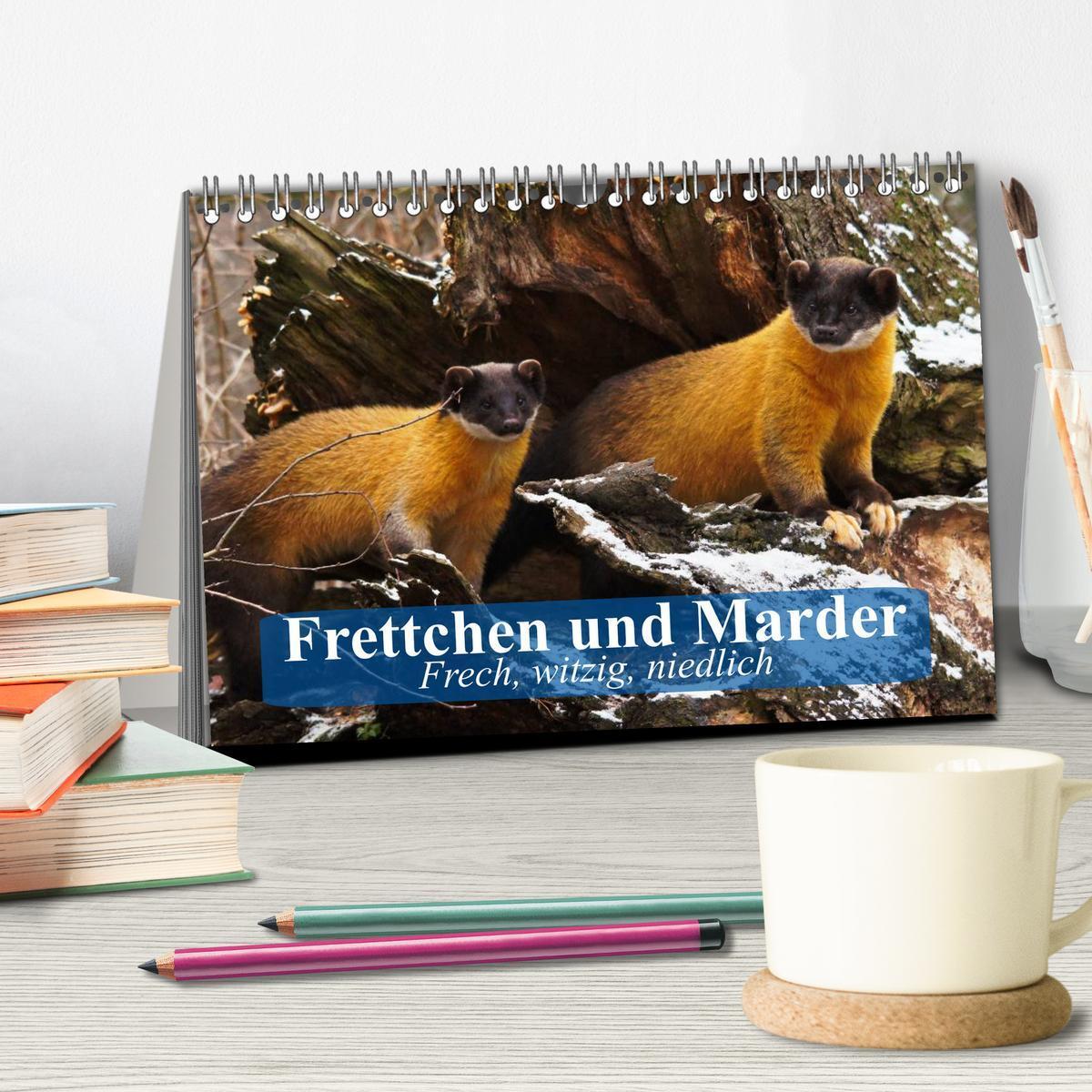 Bild: 9783435514243 | Frettchen und Marder. Frech, witzig, niedlich (Tischkalender 2025...