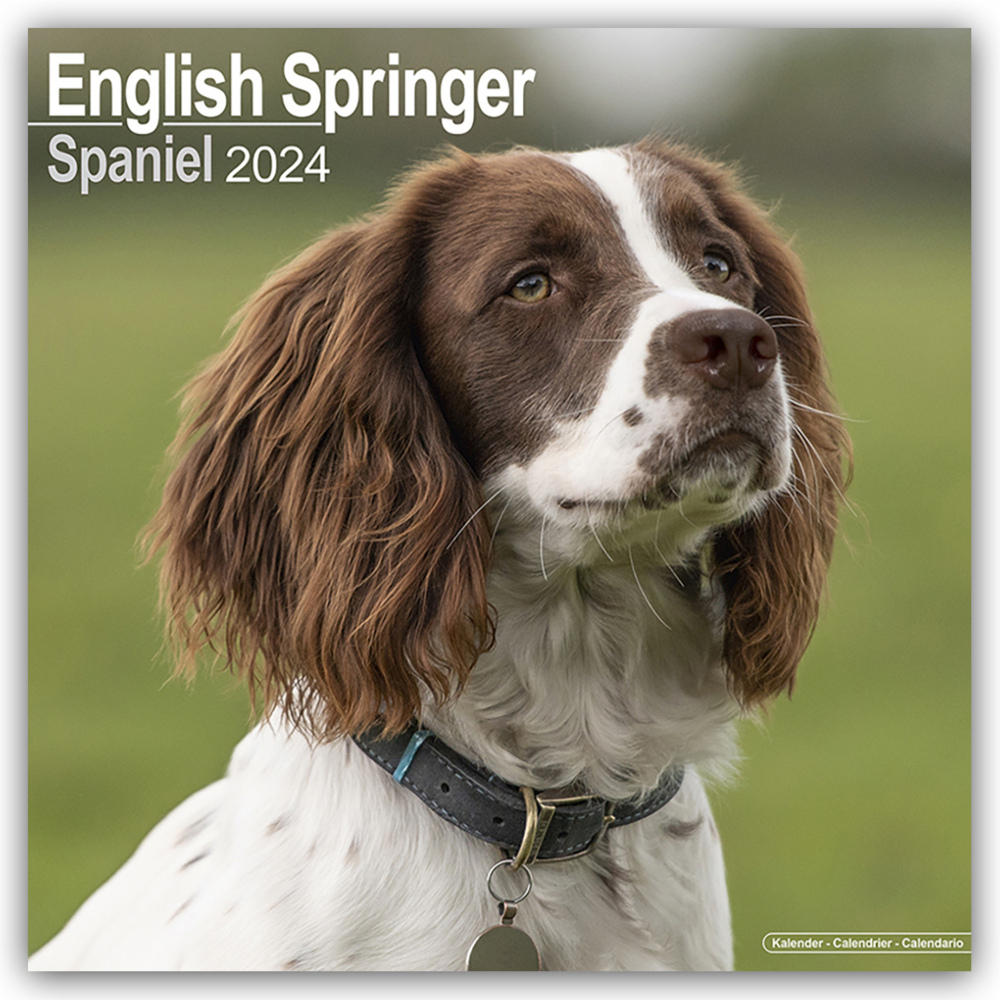 Cover: 9781804600429 | English Springer Spaniels 2024 - 16-Monatskalender | Ltd | Kalender