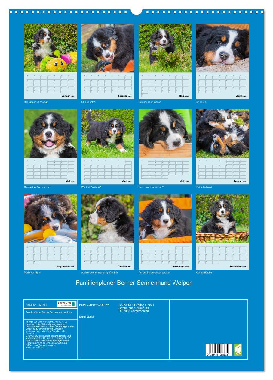 Bild: 9783435958672 | Familienplaner Berner Sennenhund Welpen (Wandkalender 2025 DIN A2...