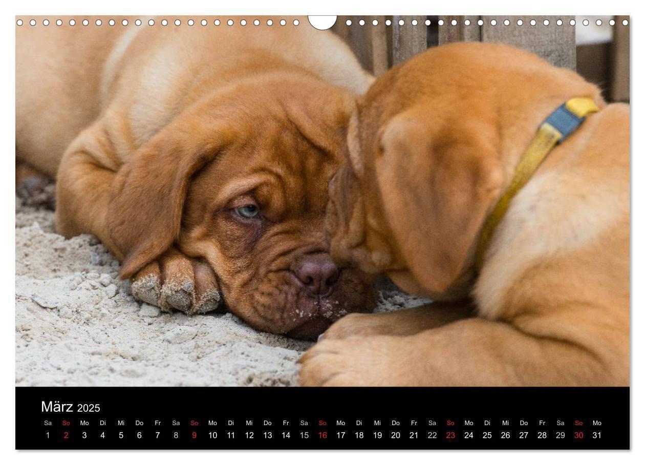 Bild: 9783435519101 | Bordeauxdoggen Welpen (Wandkalender 2025 DIN A3 quer), CALVENDO...