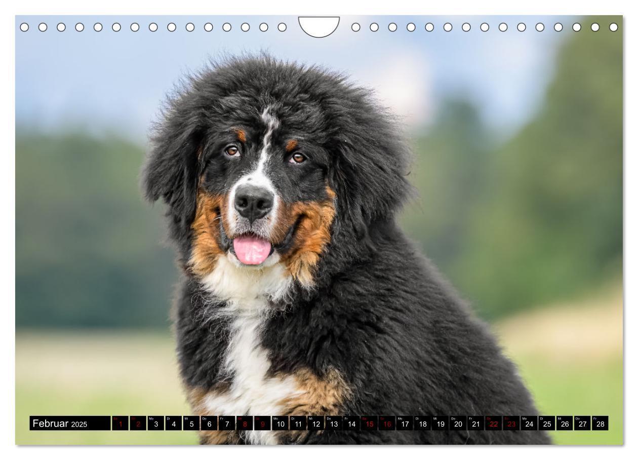 Bild: 9783457182475 | Berner Sennenhunde - Faszinierende Herzensbrecher (Wandkalender...