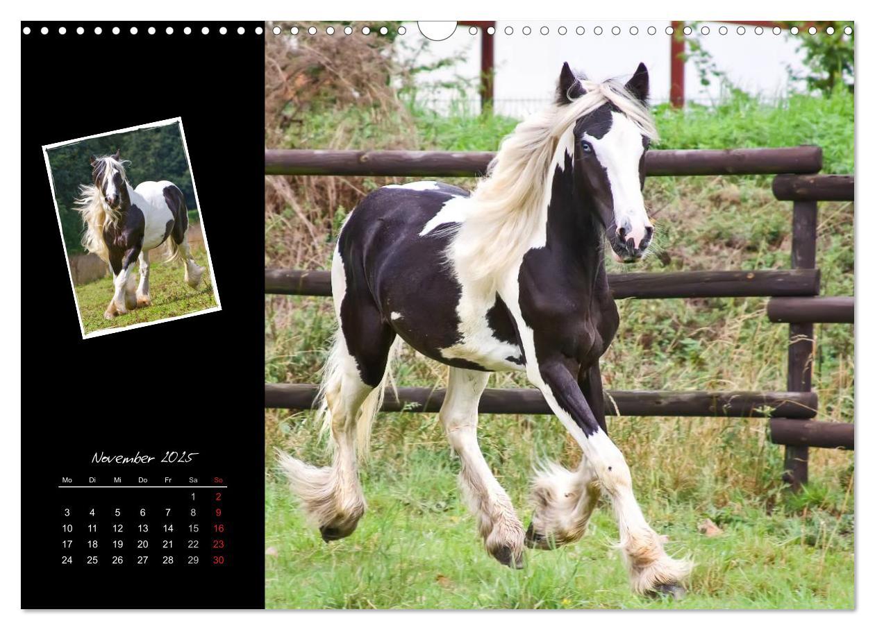 Bild: 9783435747764 | Irish Tinker (Wandkalender 2025 DIN A3 quer), CALVENDO Monatskalender