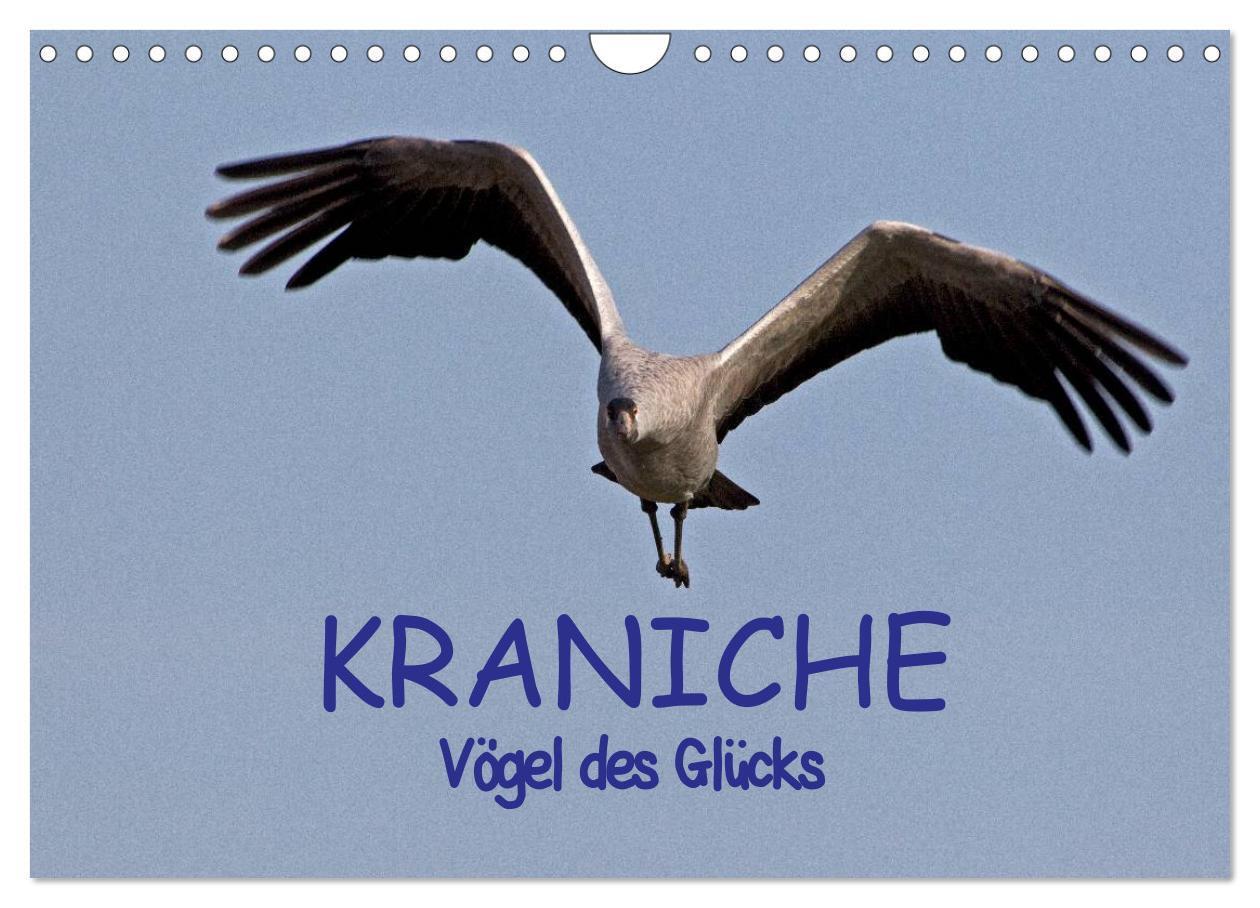 Cover: 9783675965935 | Kraniche - Vögel des Glücks (Wandkalender 2024 DIN A4 quer),...
