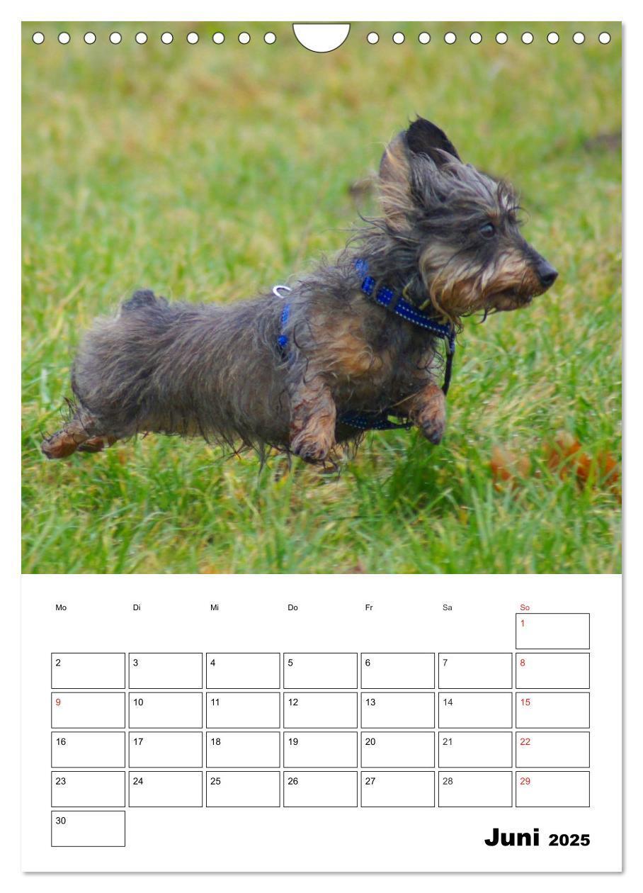 Bild: 9783457008522 | Liebenswerte Zwergrauhaardackel (Wandkalender 2025 DIN A4 hoch),...