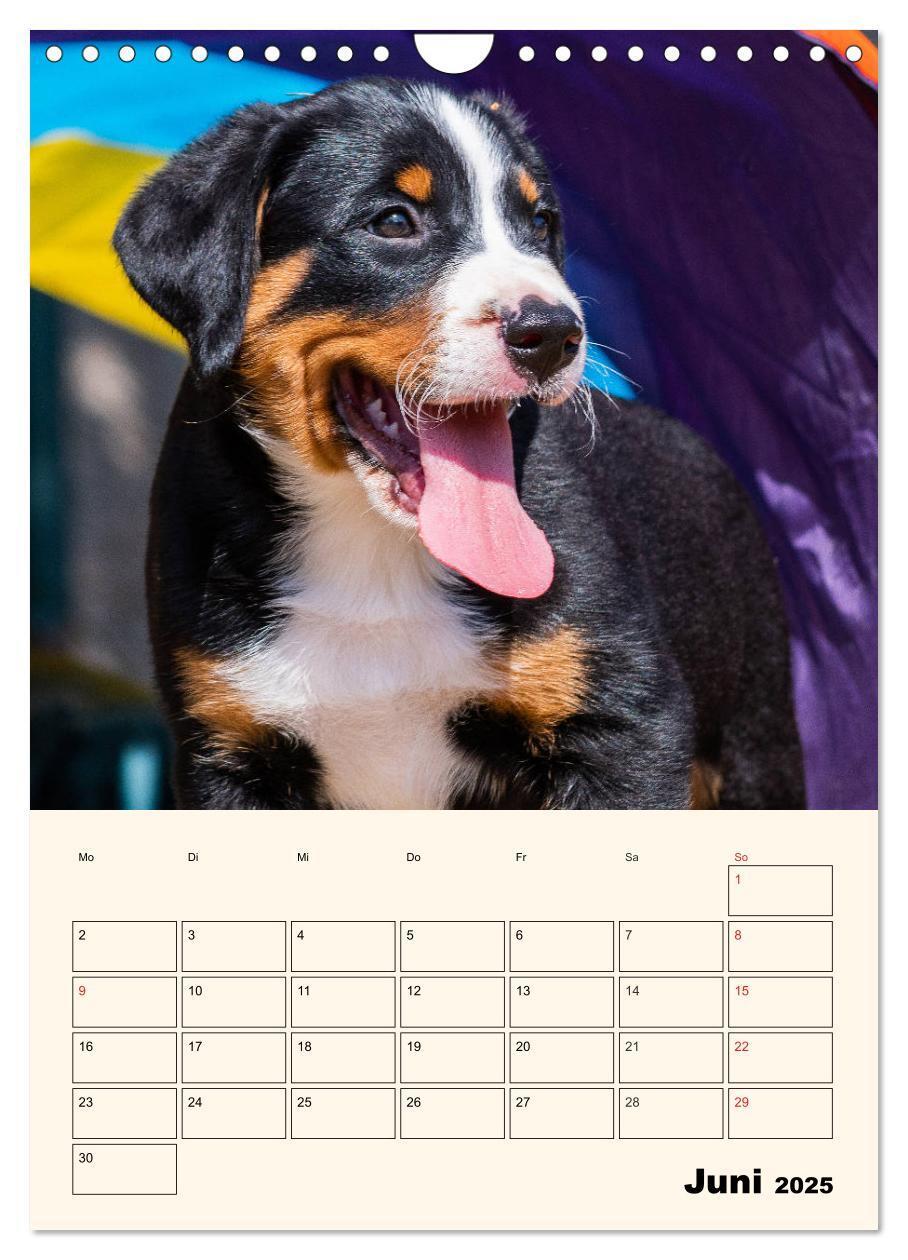 Bild: 9783435936939 | Appenzeller Sennenhund - Mit Plan durch das Jahr (Wandkalender 2025...