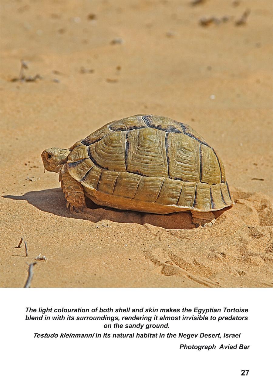 Bild: 9783000623431 | The Egyptian Tortoise, Testudo kleinmanni Lortet, 1883 | Taschenbuch