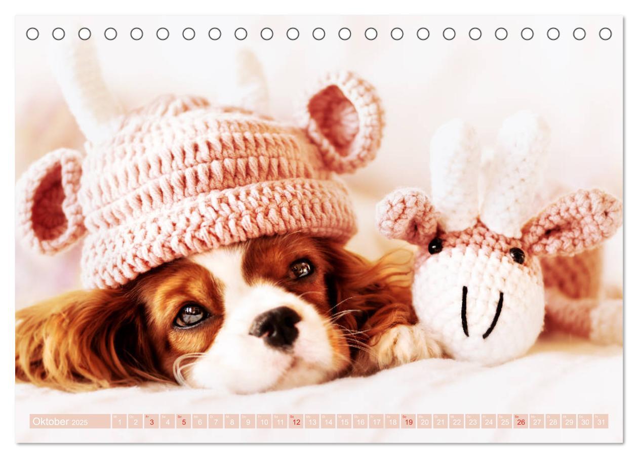 Bild: 9783435178896 | Der Welpenkalender - Cavalier King Charles Spaniel (Tischkalender...