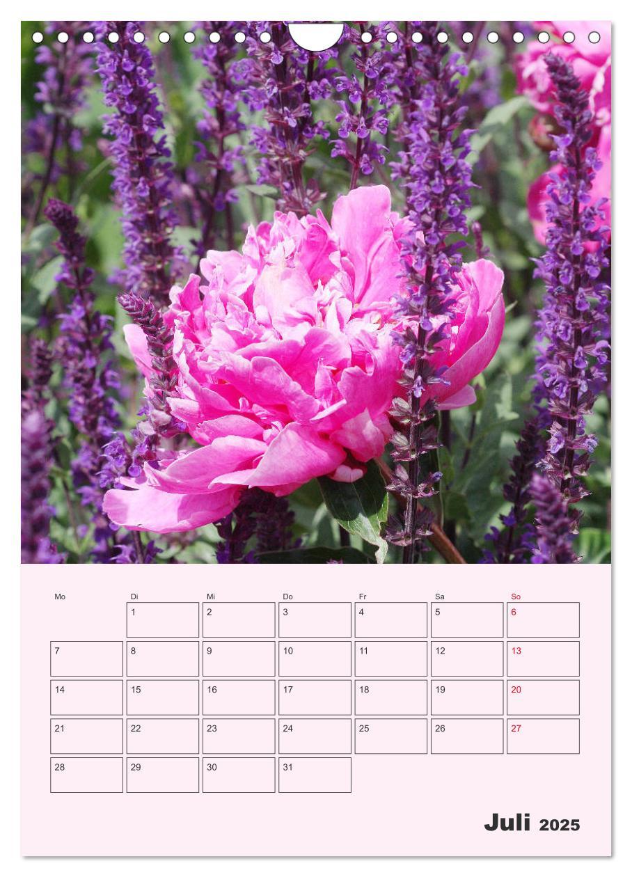 Bild: 9783435971886 | Pfingstrosen Rosen ohne Dornen (Wandkalender 2025 DIN A4 hoch),...