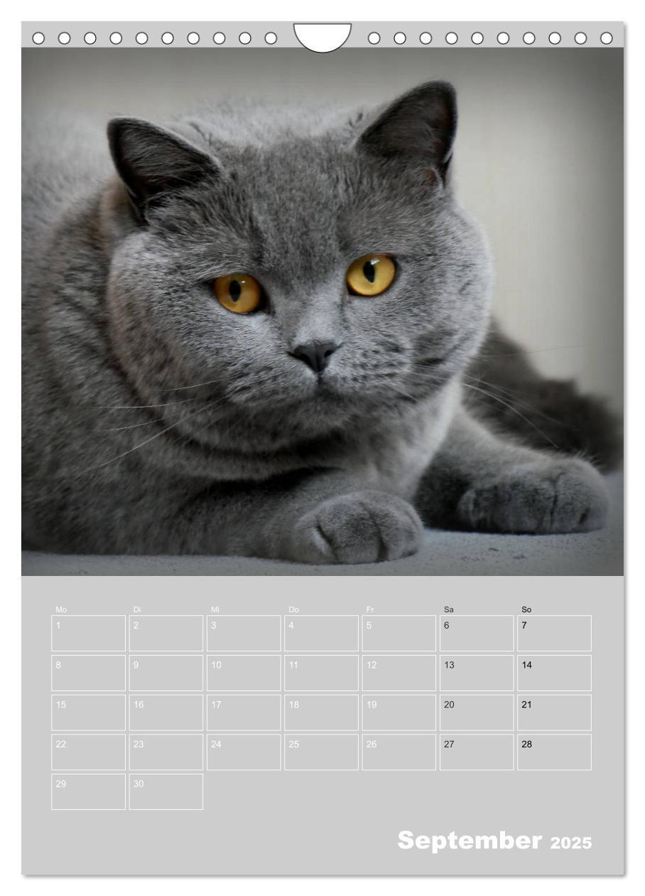 Bild: 9783435992621 | Graue Engel - Britischkurzhaar-Katzen (Wandkalender 2025 DIN A4...