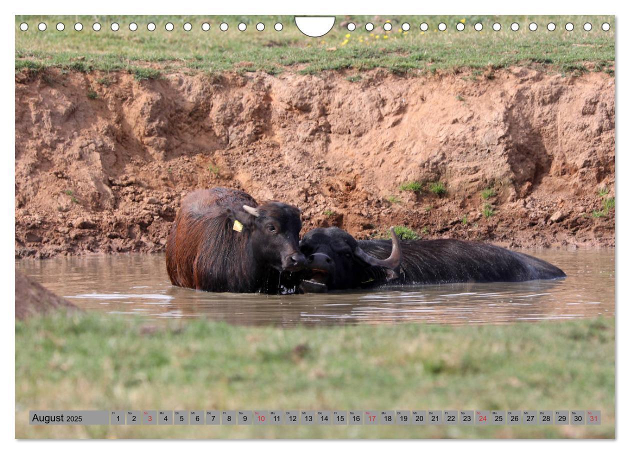 Bild: 9783435207237 | Wasserbüffel - In der Ruhe liegt die Kraft (Wandkalender 2025 DIN...