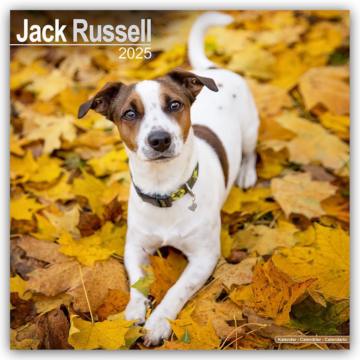 Cover: 9781804603567 | Jack Russell Terrier 2025 - 16-Monatskalender | Ltd | Kalender | 13 S.