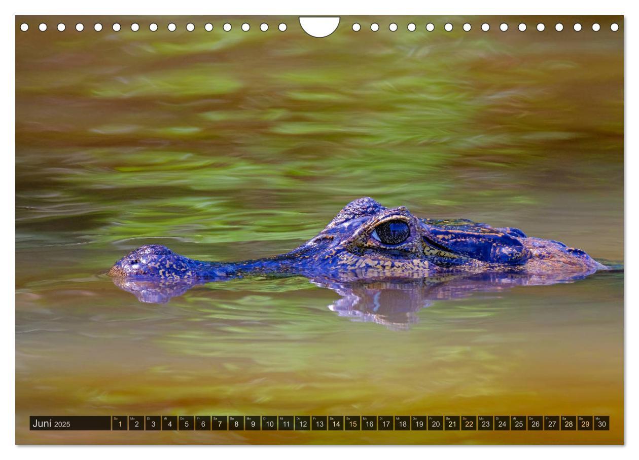 Bild: 9783435123346 | Tiere im Pantanal - viaje.ch (Wandkalender 2025 DIN A4 quer),...