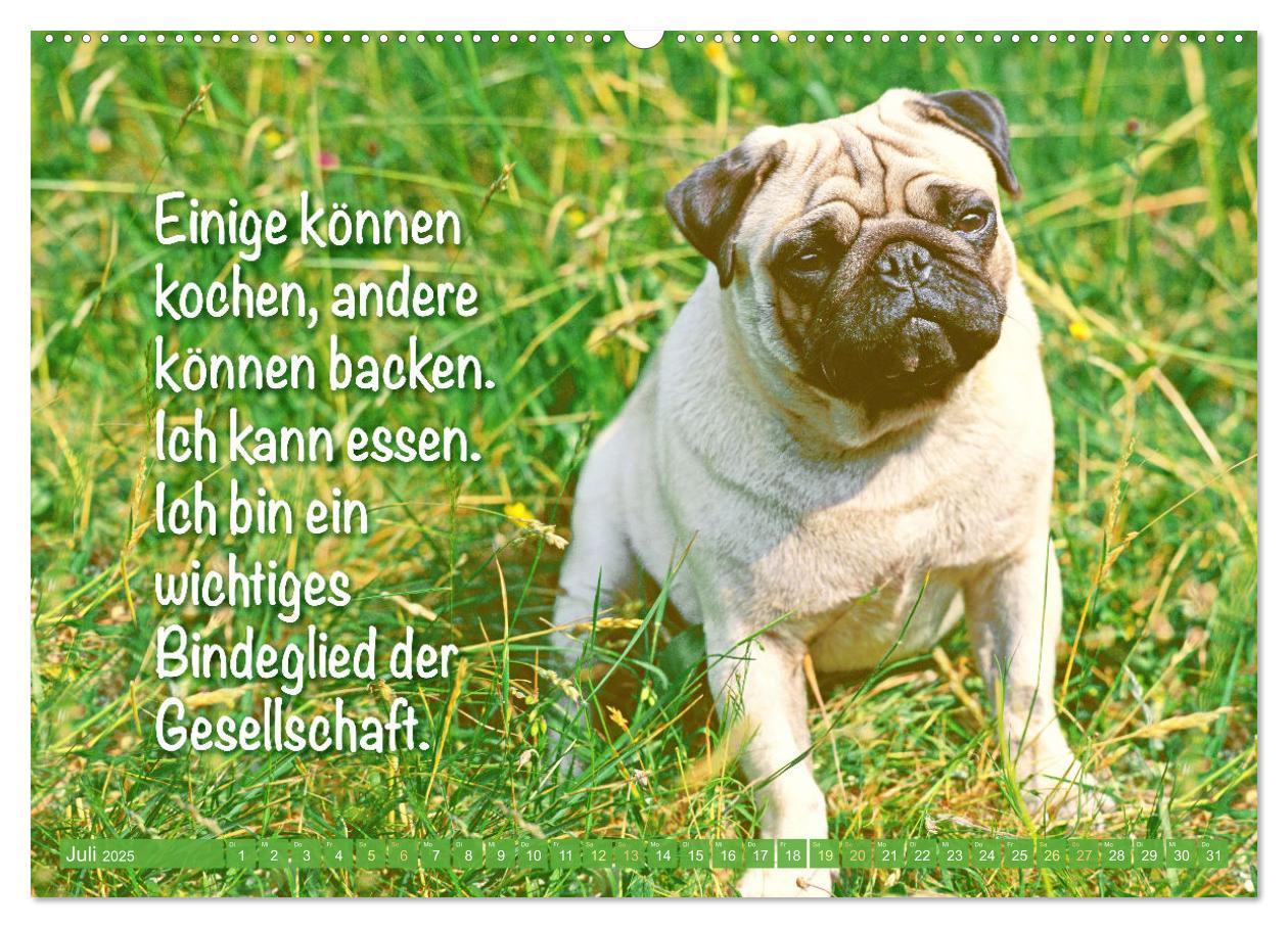 Bild: 9783457167205 | Lächeln mit Mops (Wandkalender 2025 DIN A2 quer), CALVENDO...