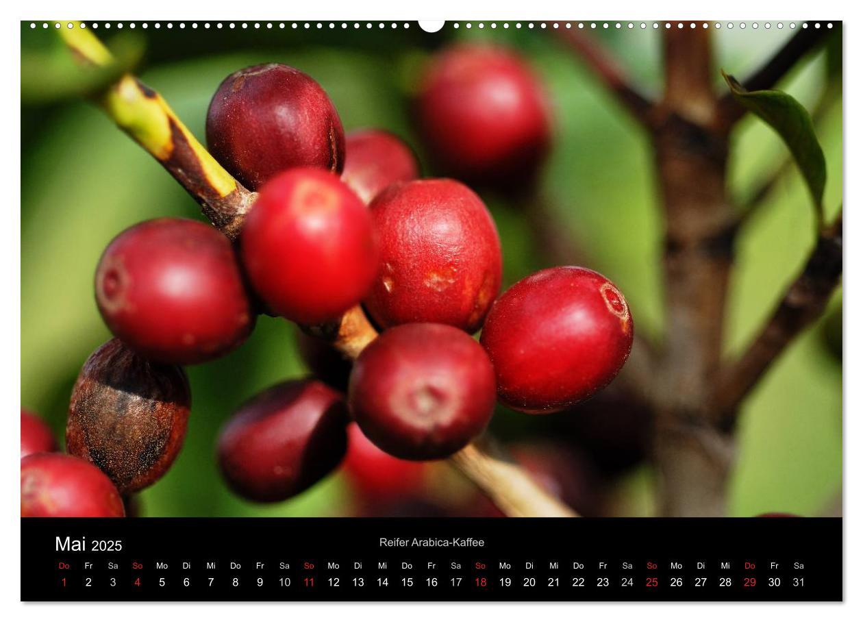 Bild: 9783435587322 | Zu Besuch beim Kaffee (Wandkalender 2025 DIN A2 quer), CALVENDO...