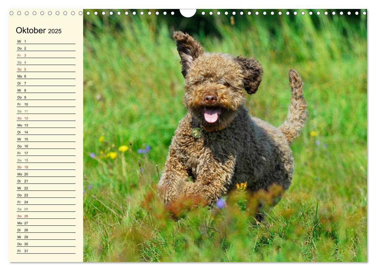 Bild: 9783435544912 | Lagotto Romagnolo - Italienischer Trüffelhund (Wandkalender 2025...