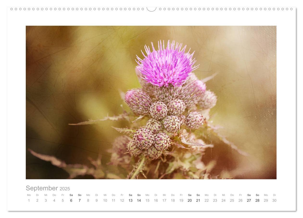 Bild: 9783435458035 | Blumen zart und schön (Wandkalender 2025 DIN A2 quer), CALVENDO...