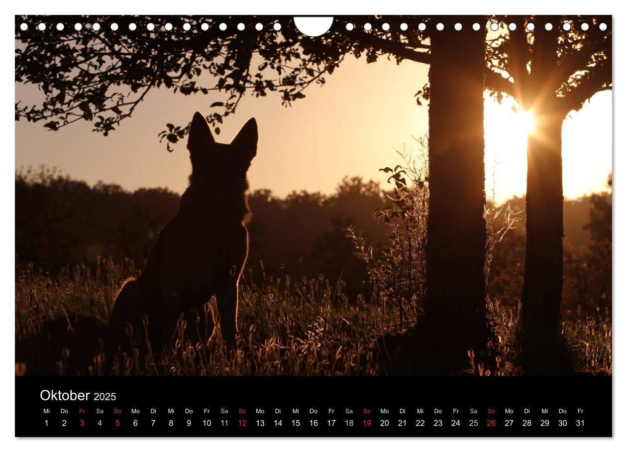 Bild: 9783435784011 | Mit dem Deutschen Schäferhund durch's Jahr (Wandkalender 2025 DIN...