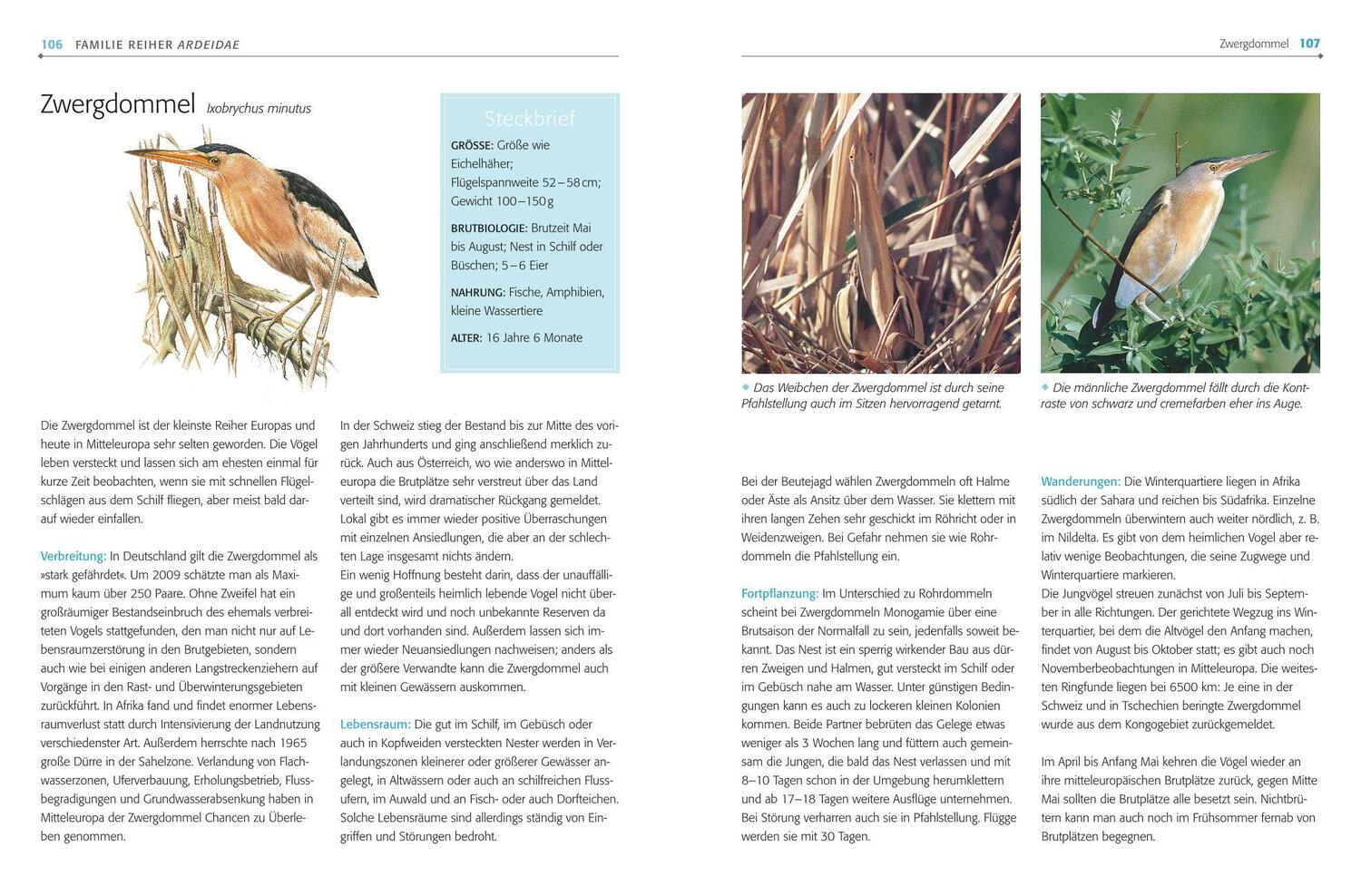 Bild: 9783835419087 | Das BLV Handbuch Vögel | Alle Brutvögel Mitteleuropas | Einhard Bezzel
