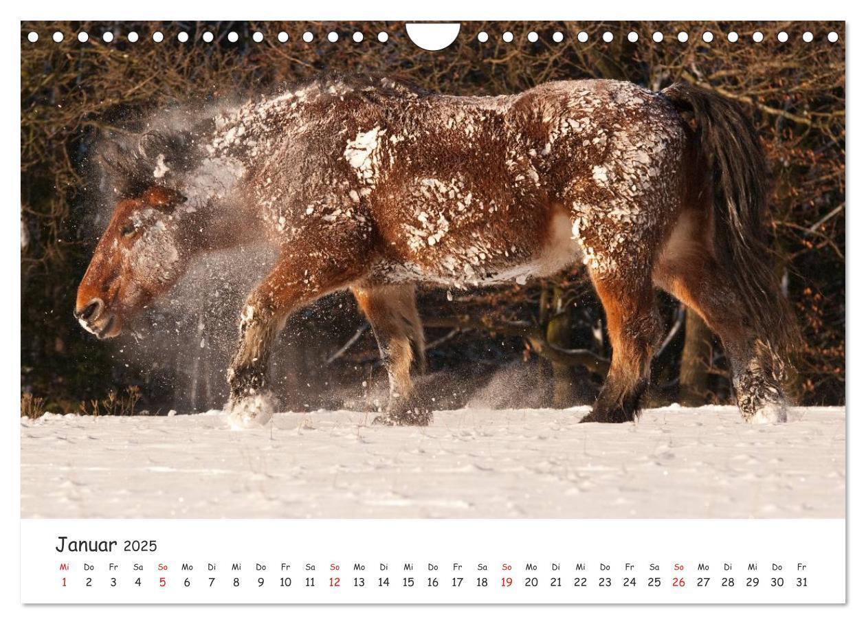 Bild: 9783435512775 | Kaltblut - schwere Pferde mit Herz (Wandkalender 2025 DIN A4 quer),...