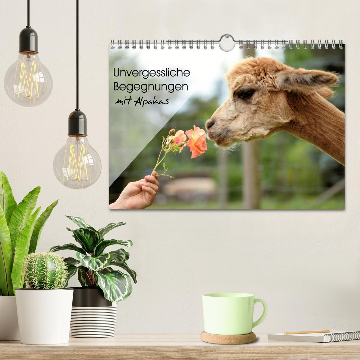 Bild: 9783435364961 | Unvergessliche Begegnungen mit Alpakas (Wandkalender 2025 DIN A4...