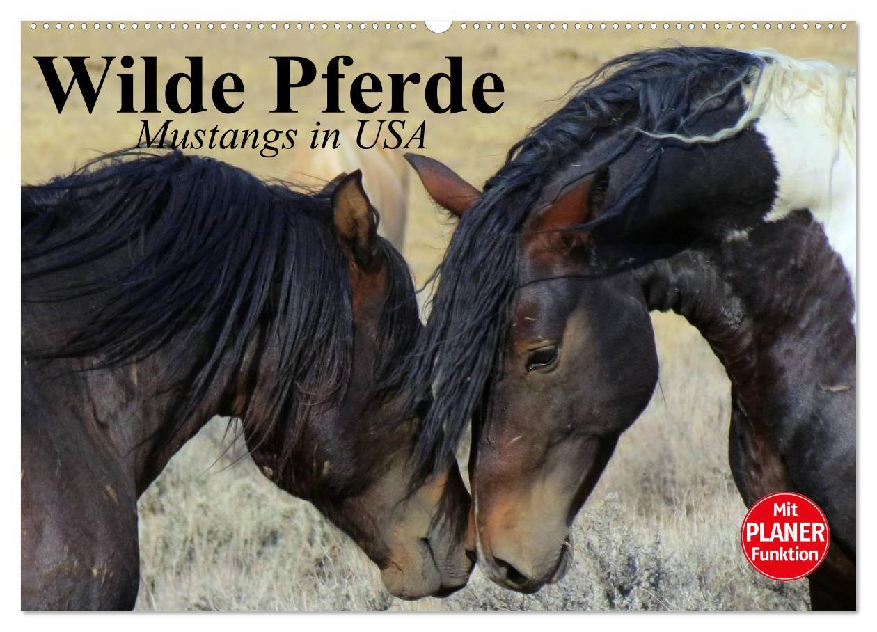 Cover: 9783435528912 | Wilde Pferde. Mustangs in USA (Wandkalender 2025 DIN A2 quer),...