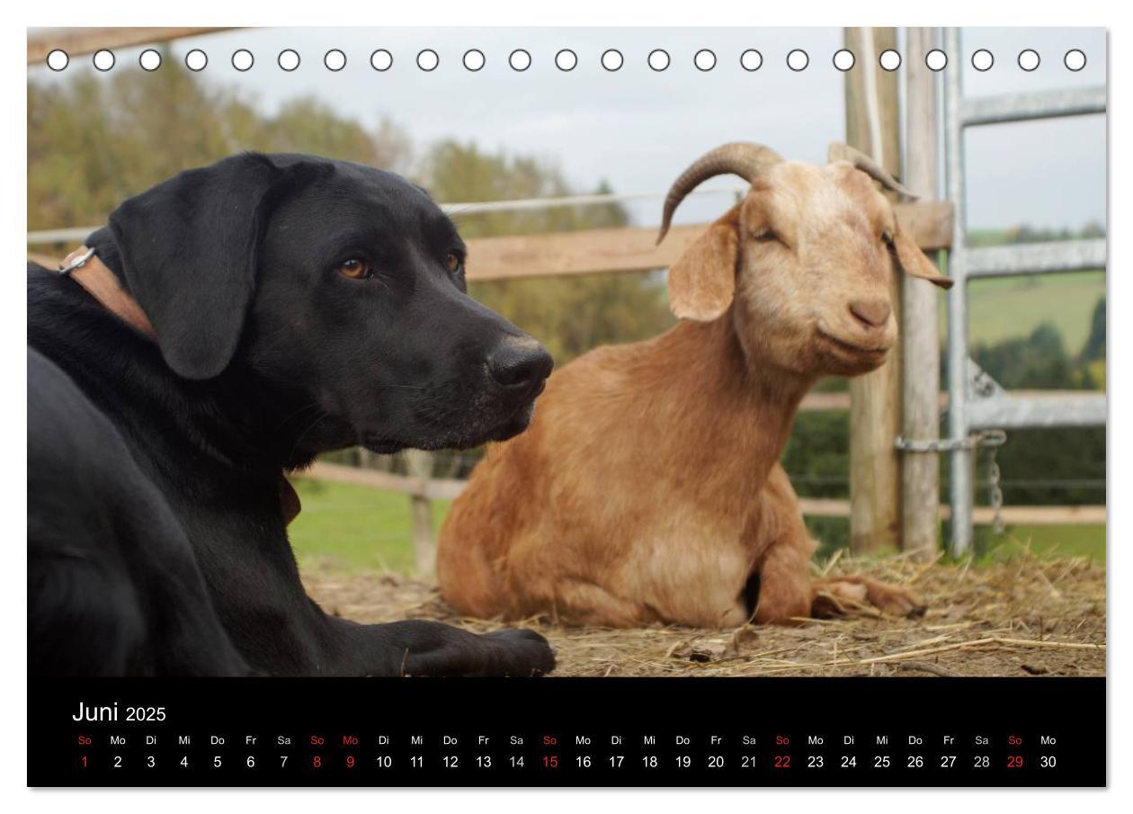 Bild: 9783435661275 | Der schwarze Hund und seine Freunde (Tischkalender 2025 DIN A5...