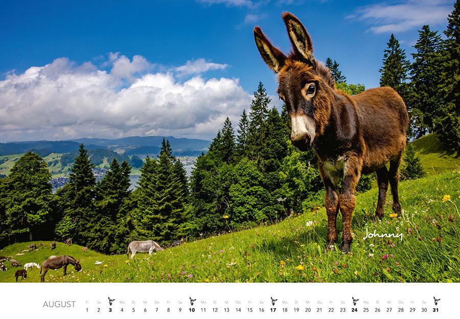 Bild: 9783966648134 | Esel Kalender 2025 | J. -L. Klein (u. a.) | Kalender | 14 S. | Deutsch