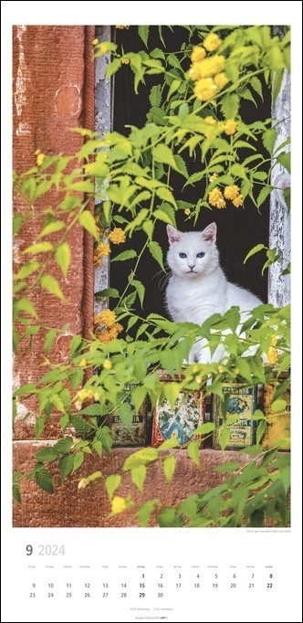 Bild: 9783840084393 | Katzen Kalender 2024. Ein XL Wandkalender, der die Samtpfoten...