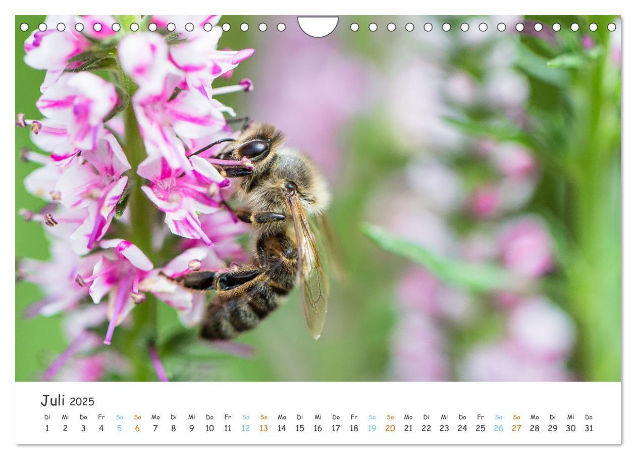 Bild: 9783435052127 | Bee Beautiful - Die phantastische Welt der Bienen (Wandkalender...