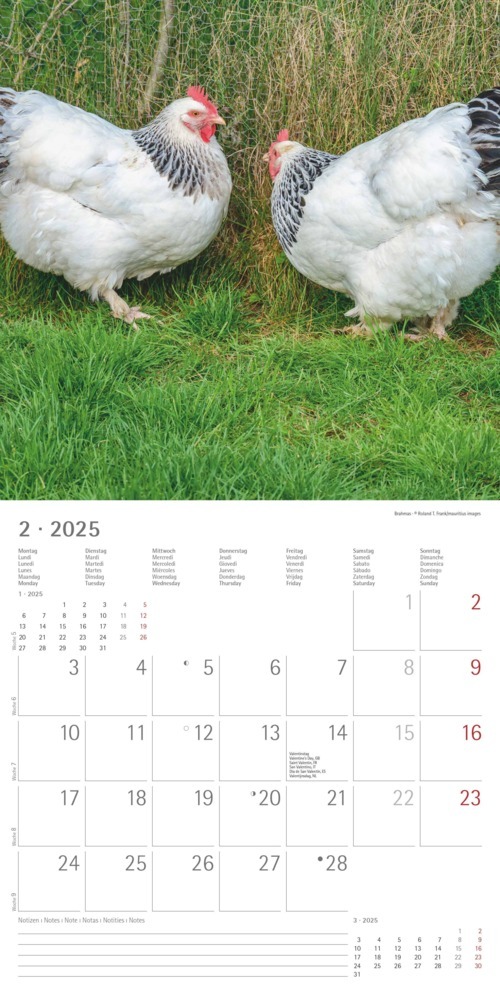 Bild: 4251732344306 | Alpha Edition - Hühner 2025 Broschürenkalender, 30x30cm, Kalender...