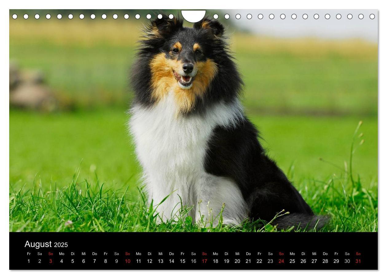 Bild: 9783435768646 | Sheltie 2025 (Wandkalender 2025 DIN A4 quer), CALVENDO Monatskalender