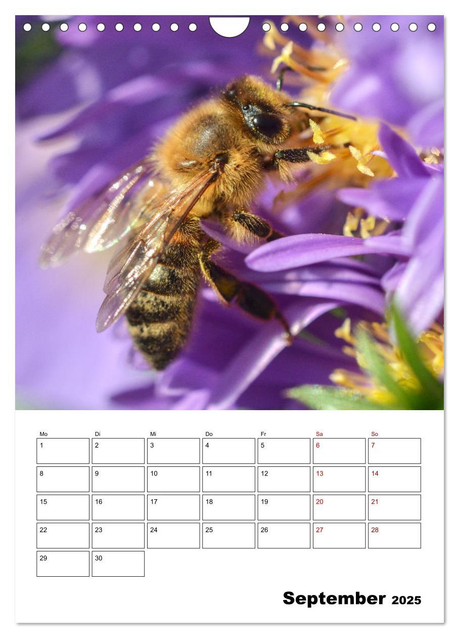 Bild: 9783435879731 | Hummeln und Bienen Terminplaner (Wandkalender 2025 DIN A4 hoch),...