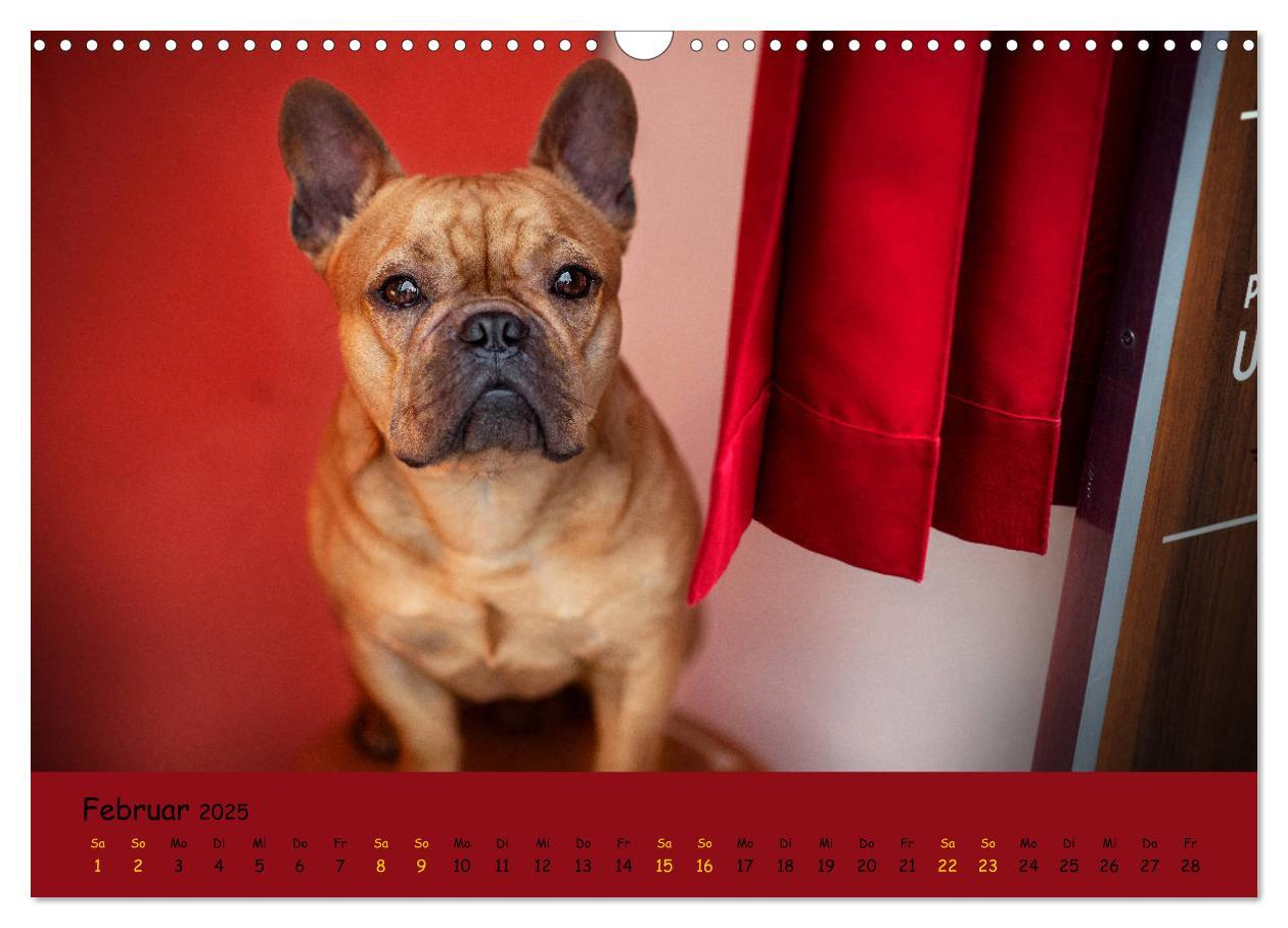 Bild: 9783435222155 | Französische Bulldogge - Clowns auf vier Pfoten (Wandkalender 2025...