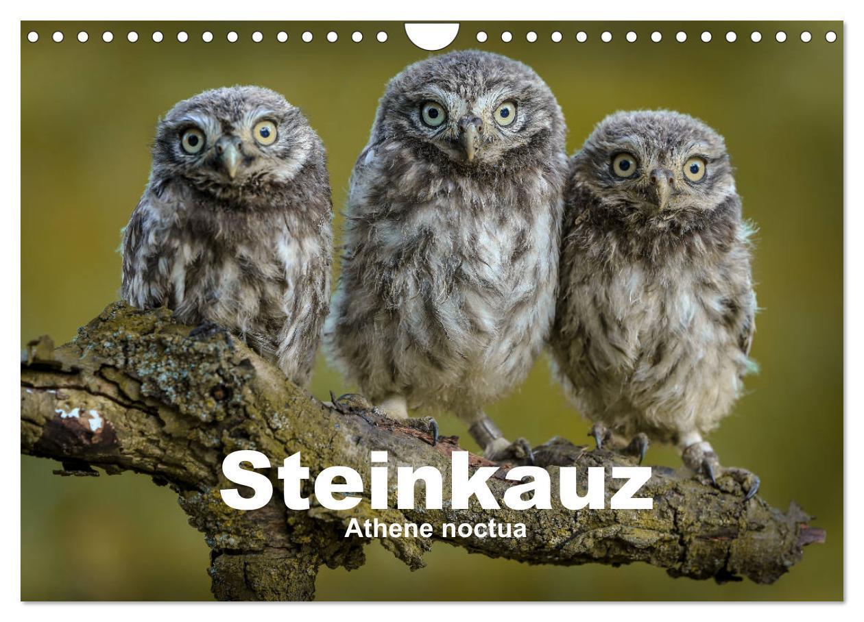 Cover: 9783383075148 | Steinkäuze (Athene noctua) (Wandkalender 2024 DIN A4 quer),...