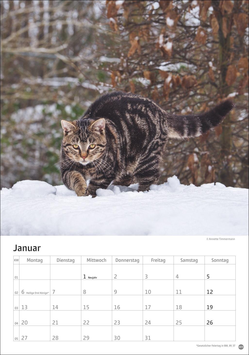 Bild: 9783756405589 | Katzen Kalender 2025 | Heye | Kalender | Spiralbindung | 13 S. | 2025